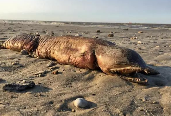 舜网 女子海滩发现奇怪生物，像是个无眼鳗鱼，求大神辨认解答