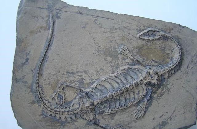 大象 如果大象灭绝，科学家能根据化石还原出它的样貌吗？尤其是长鼻子