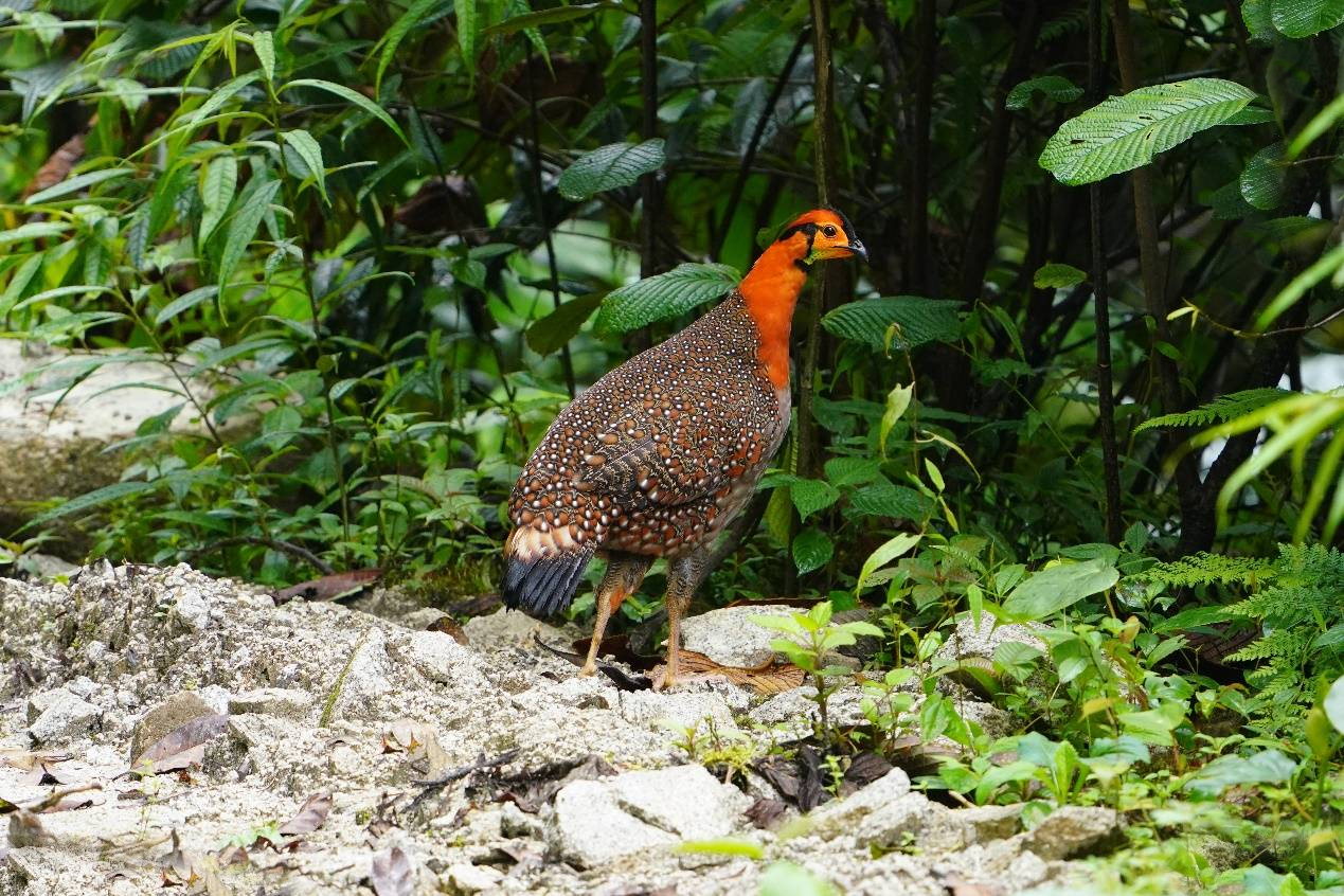 巨蜥 消失107年后，灰腹角雉再次现身，这次出现在西藏，环境变好了吗