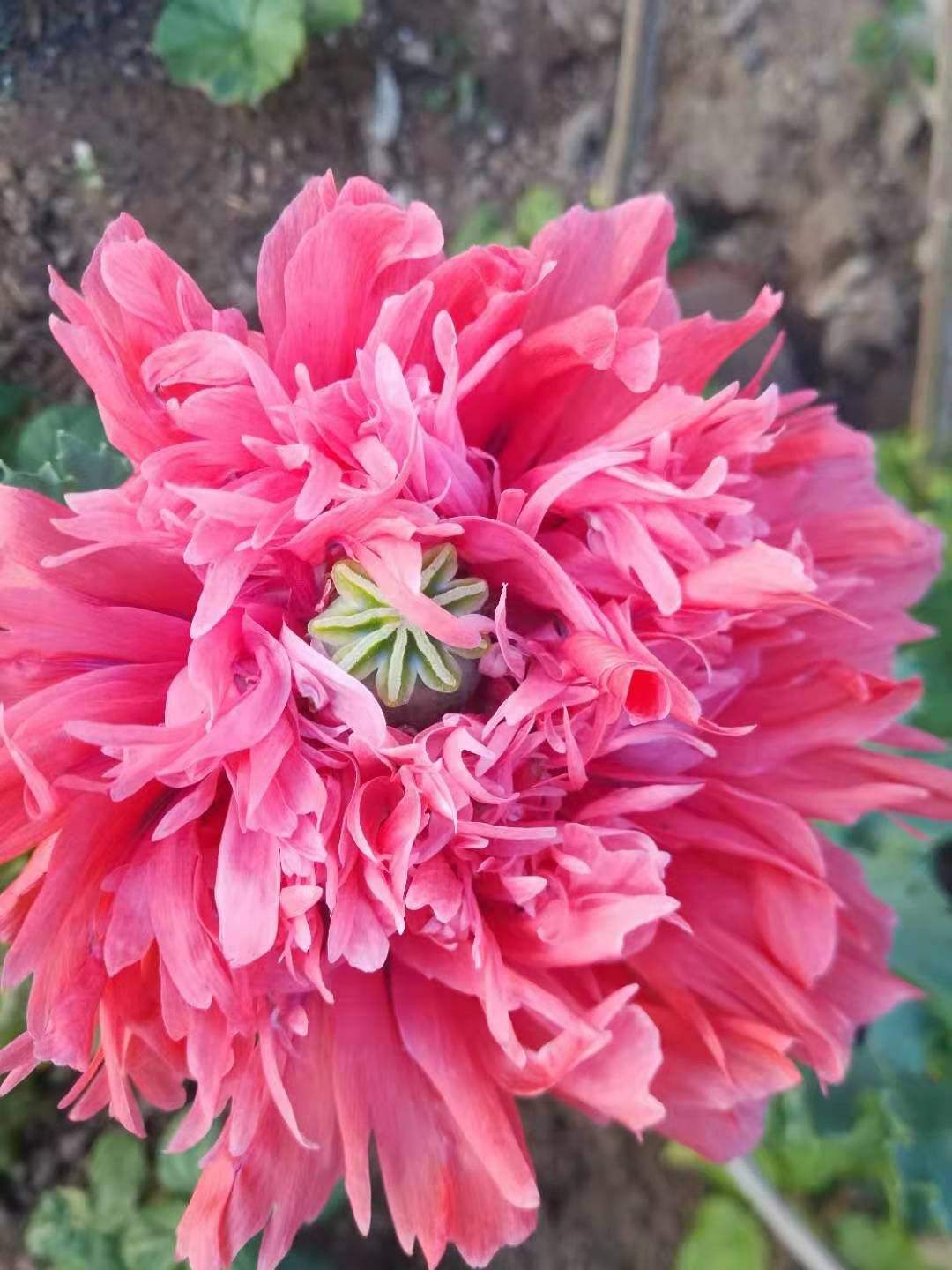 花百科 1种花可不能随便种，要是被发现，可能惹来“牢狱之灾“