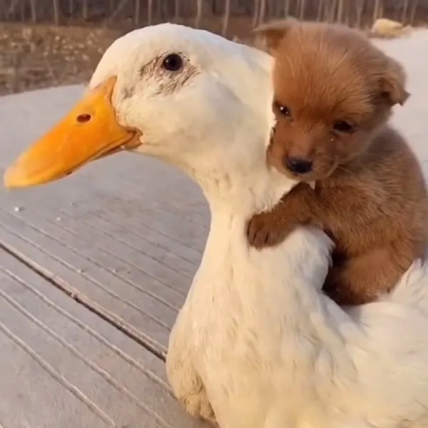 洞洞鞋|夏天穿洞洞鞋的烦恼