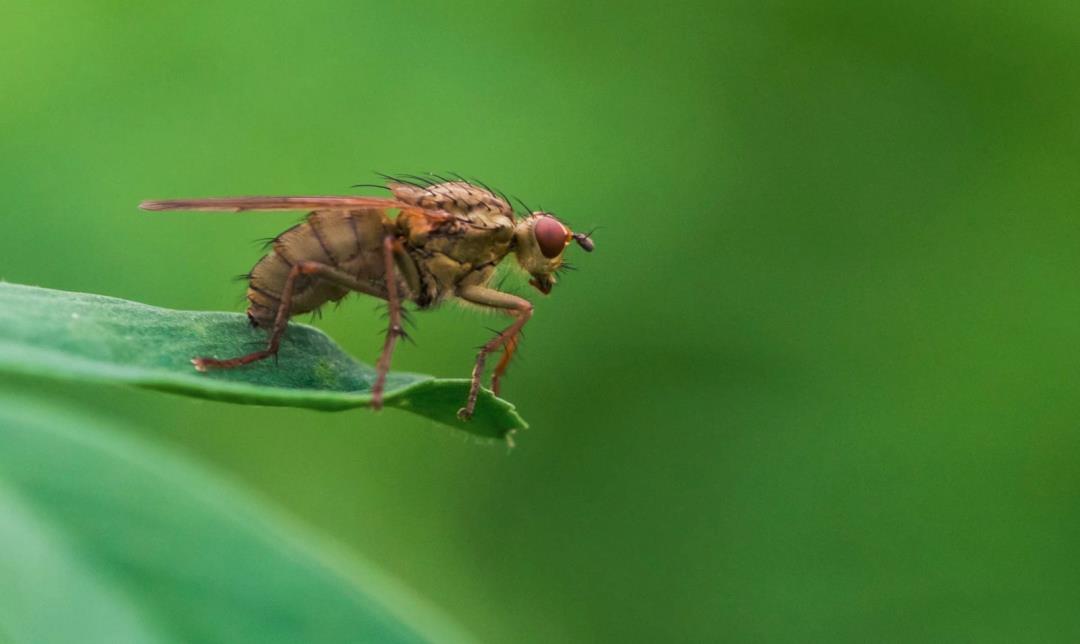 蚊子 基因蚊子能消灭野生蚊子吗?巴西用惨痛教训给了我们答案