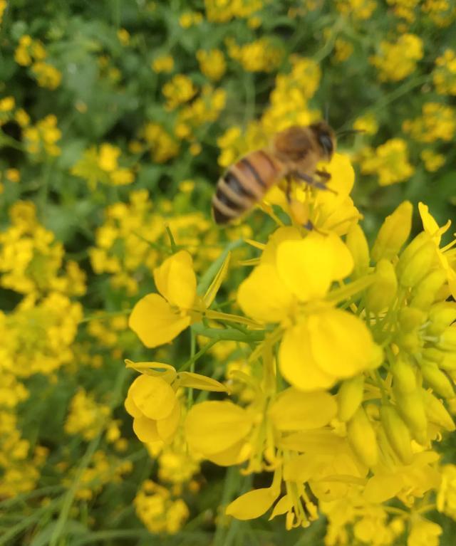 蜜蜂 蜂巢里一点蜜都没有了，蜜蜂为什么不去采蜜？