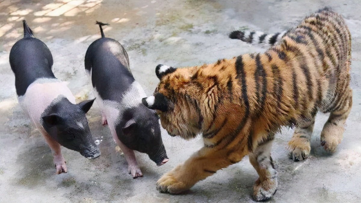 选秀|氧气小花的故事：氧气小花脱离网红公司，参加选秀综艺节目？