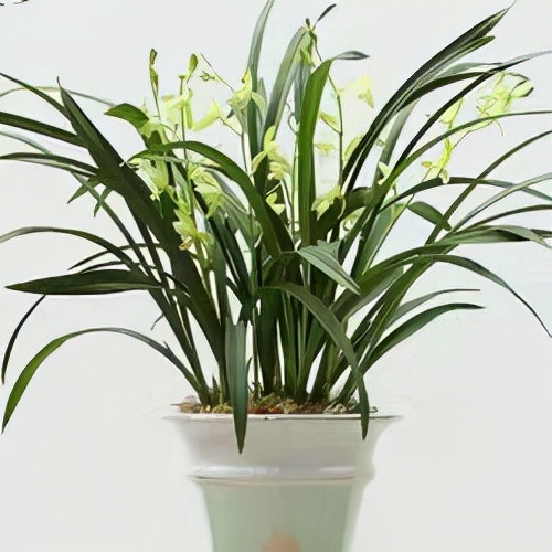 这些花最好不要放在卧室里，对身体不好！