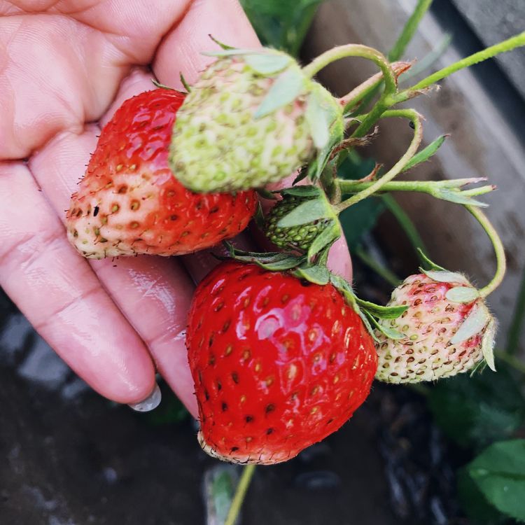 古镇 我的54㎡露台花园,一个可在花丛中漫步的地方,舒适宜人美不胜收