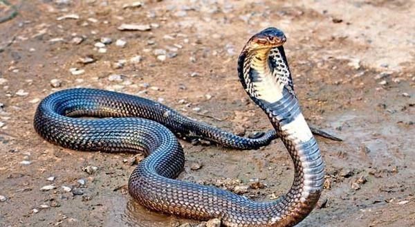 毒液 比蛇毒还厉害?研究发现:未来人类可能进化出分泌毒液的能力?