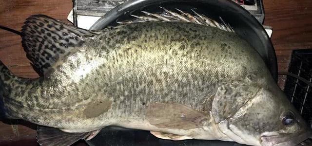 湖北|10斤重的野生大鳜鱼,湖北男子野钓的意外收获,回家后先如此操作