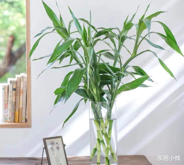 家居小栈|中秋前养花,4种花建议养护,正值生长旺季,好管理