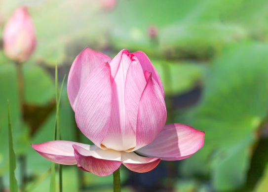 星临天下 10月下旬开始，运势如虹，4属相事业步步高升，生活越来越好