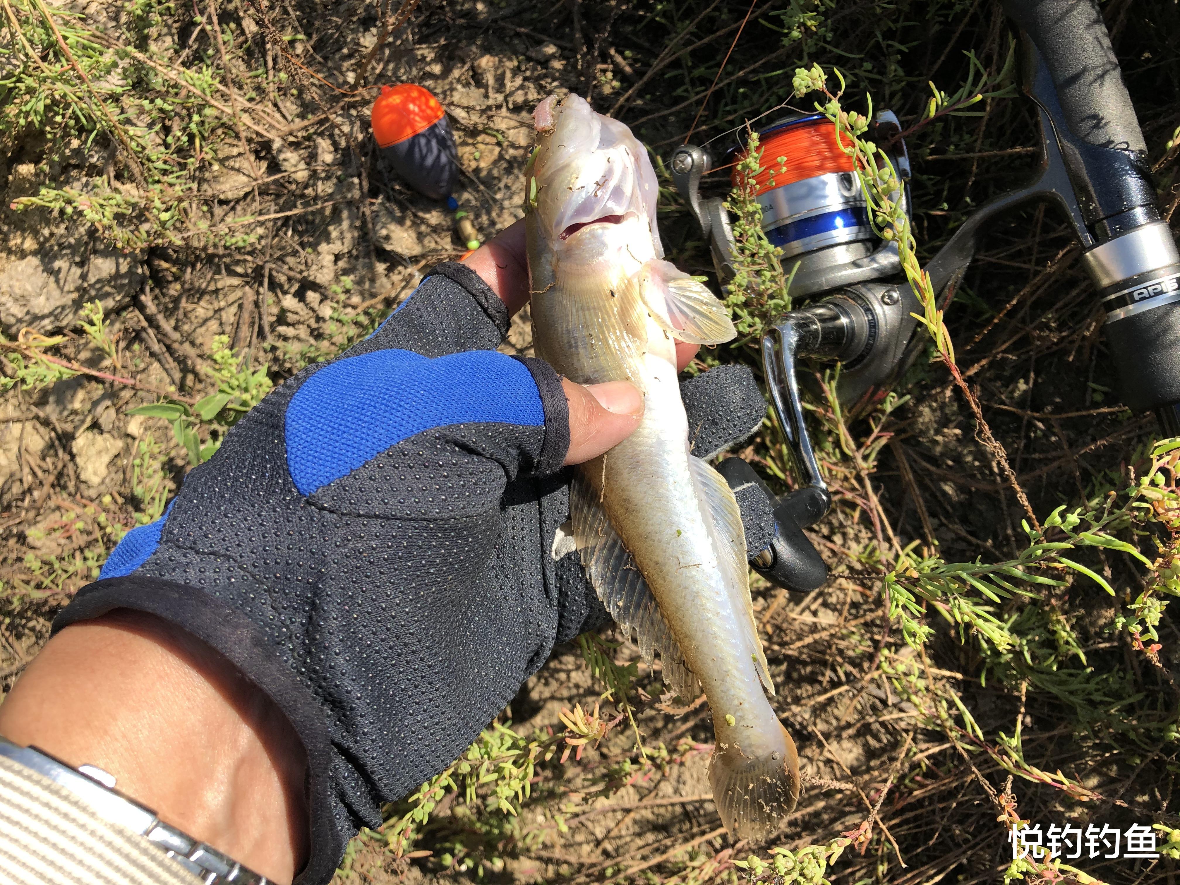 昆虫|今年的楞巴鱼咬口季，我还是溜达钓，这一箱子鱼获真过瘾