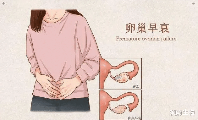 美国食品药品监督管理局|卵巢早衰闭经了?干细胞逆转更年期,改善卵巢功能!