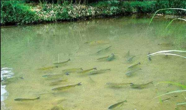 范振钰|观察水色，判断鱼情，就是从这句口诀学会的