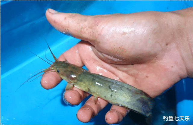 |广西钓鱼人稻田钓获八须“怪鱼”，肉质橙黄味道鲜美，钓友：用鸡肝钓了不少