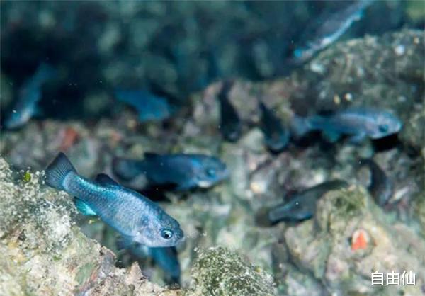 与世隔绝 沙漠鱼：与世隔绝了5万年，不吃不喝也能存活，全球仅剩38条