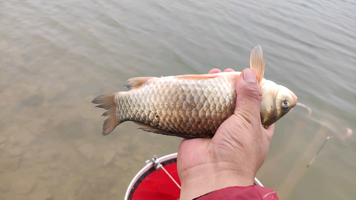 玉米|夏季用玉米钓不到鱼？这能怪鱼吗？素饵之王不会用真浪费！