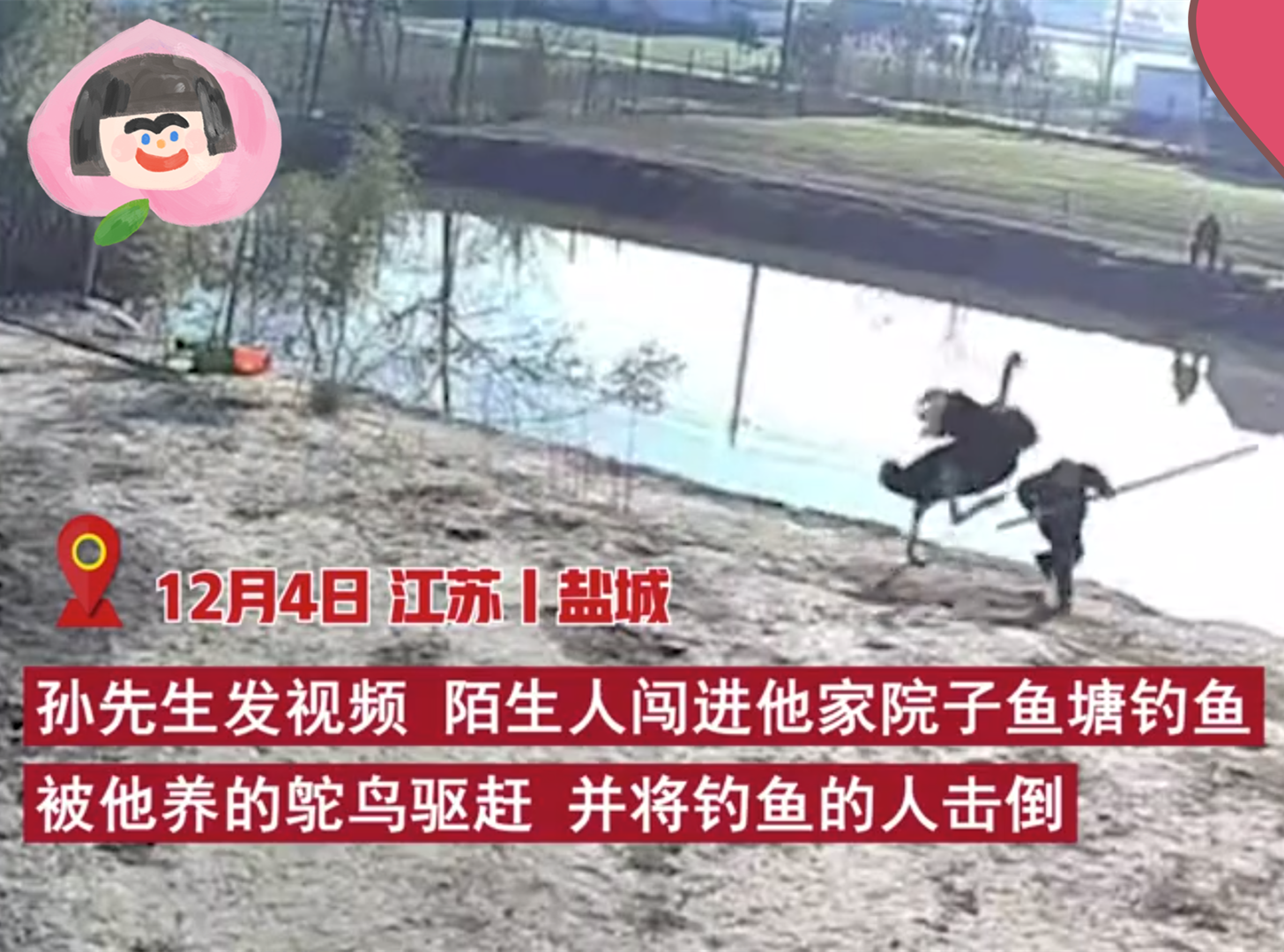 鸵鸟|江苏：男子私闯鱼塘钓鱼，被庞然大物攻击，没敢找塘主就跑了