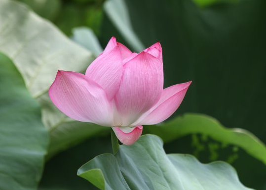 星临天下 步入11月上旬，4属相吉星伴身，财源广进，生活充满希望