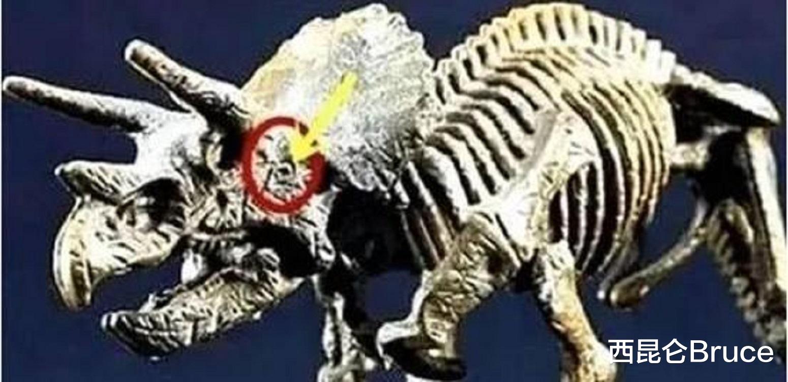 恐龙头骨化石发现“弹孔”?是谁在6500万年前,开的这一枪呢?