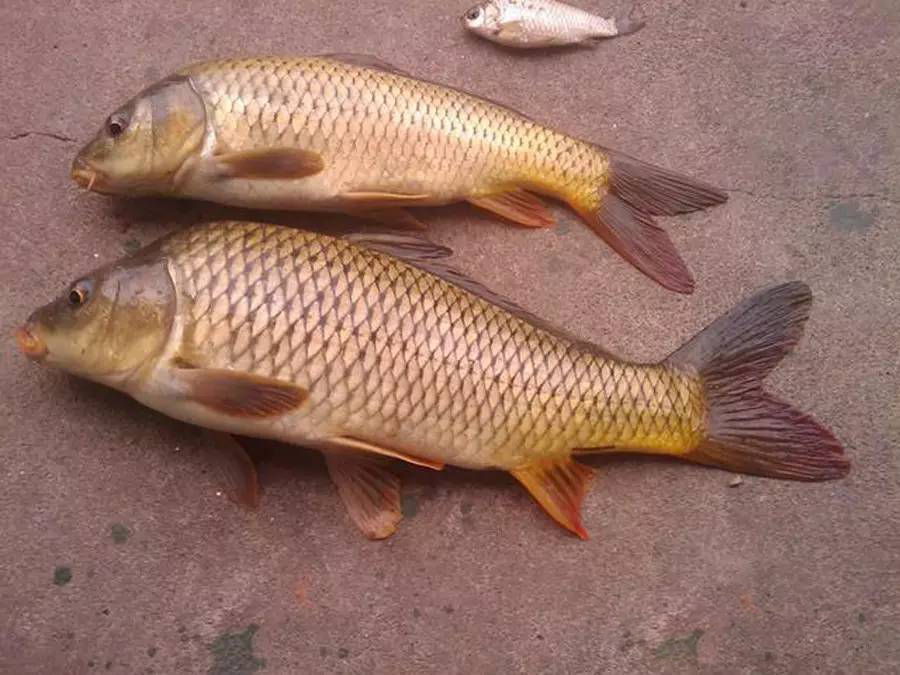 |为啥老鸟都说，只要会玩铅坠，就没有应对不了的鱼情