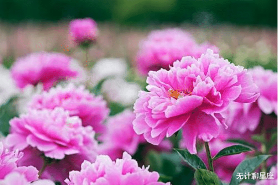 射手座|下半年，4个星座，姻缘来临，异性缘飙升，有望脱单