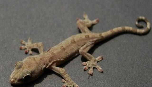 北斗导航 壁虎人畜无害，为什么却位居“五毒”之一？原来它“深藏不露”