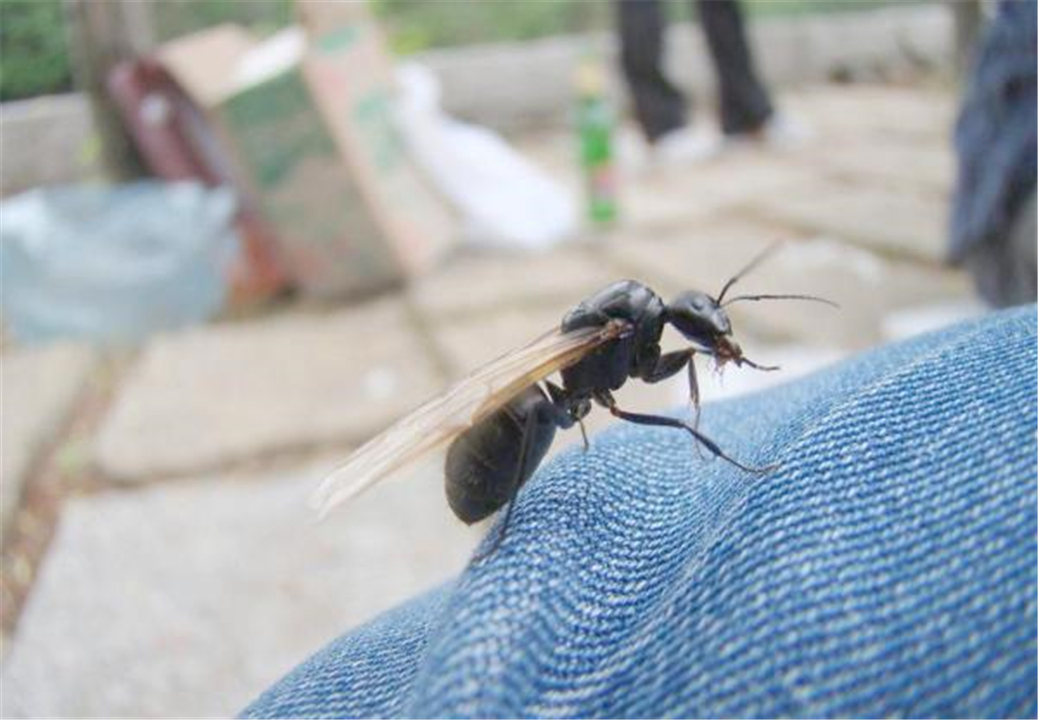 古生物学 为什么有的蚂蚁能进化出翅膀？蚂蚁眼中的世界，和人有什么不同？