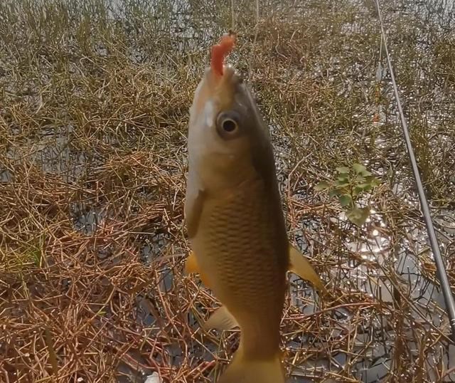 立冬|立冬后降温明显，野钓根据天气，抓住最后的“窗口期”
