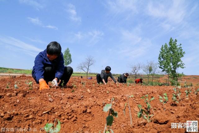摄客微刊 全国独家新品茶落户小山村，每斤不低3000元，当地告别无茶叶历史