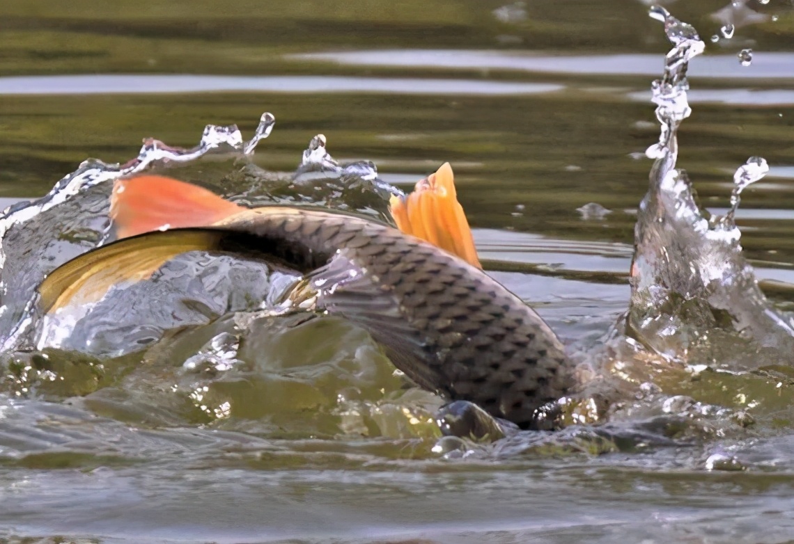 饵料|老钓鱼人教你调好四目,如何在调钓目,简单有效——盛世三渔