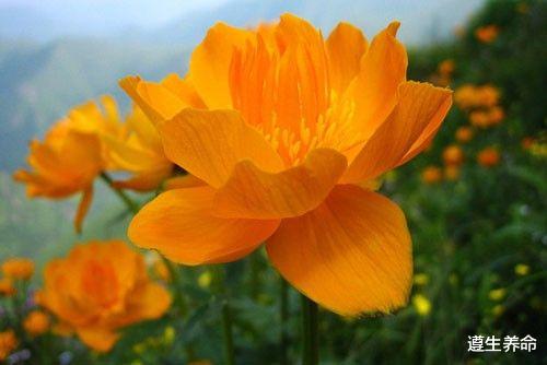 遵生养命|金莲花的功效与作用 金莲花的禁忌