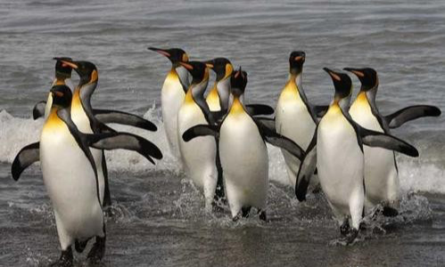 基因 世界上交配时间最长的动物，单次可持续8小时，名字很多人都不认识