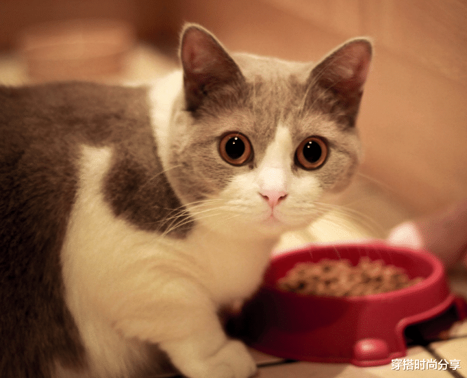 穿搭时尚分享|猫为什么突然疯跑，那是因为这个原因！