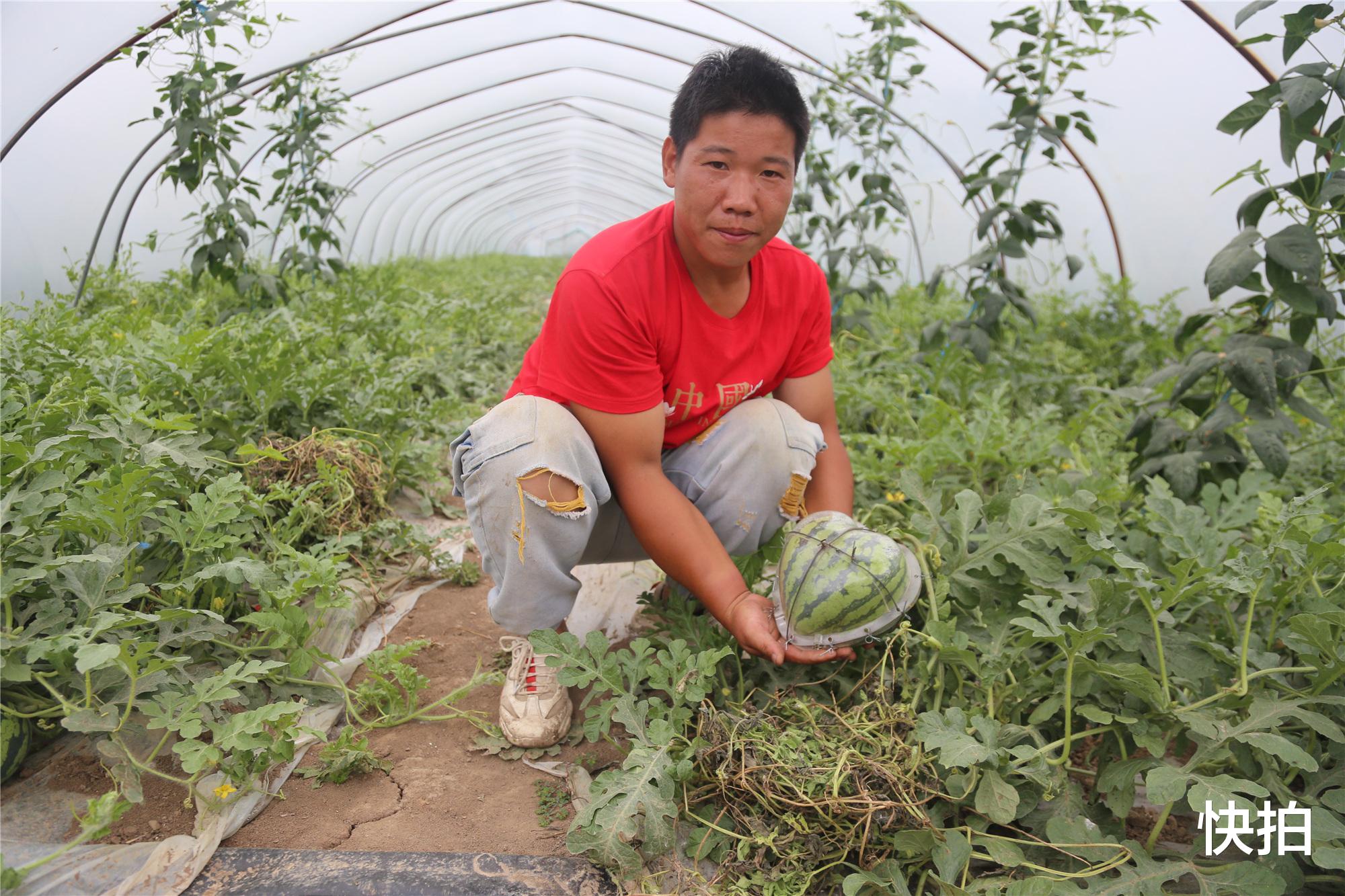 快拍 安徽小伙学做心形瓜称一个能卖300，老师傅看后说，30块钱也没人要