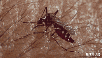 蚊子 花蚊子来中国不到50年，人们已无法乘凉，为何不能将它们消灭？