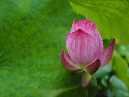 星临天下|进入9月上旬，鸿运缠身，4属相吉星傍身，突破困境，富贵有余