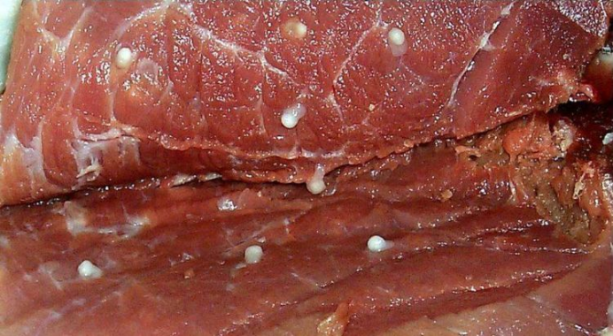 塑料微粒 新鲜猪肉里含有塑料微粒，以后还能放心吃肉吗？霍金预言果然没错