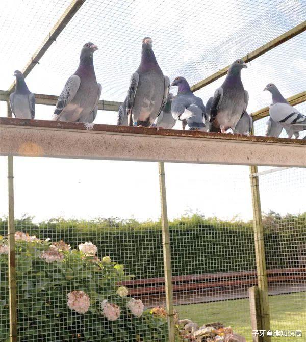 藏羚羊 50亿只北美旅鸽为何一只不剩？美国人是如何让这物种消失的?