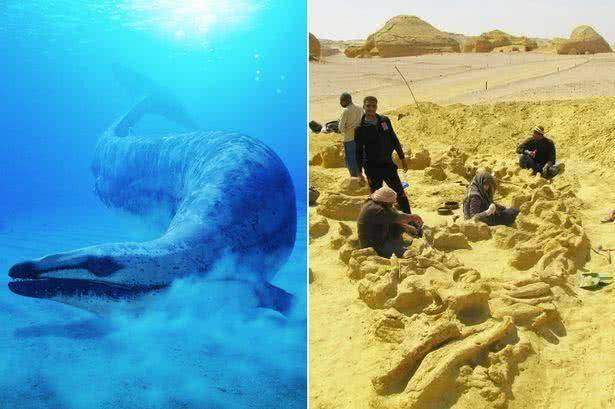 鲸鱼 埃及沙漠中发现原始鲸鱼，体型像牛长着四条腿，怎么进化成蓝鲸的