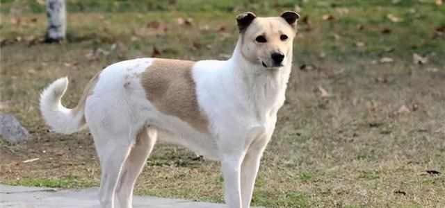 |男子带狗到河边钓鱼,全程“猪队友”操作,网友:整顿狗肉火锅吧