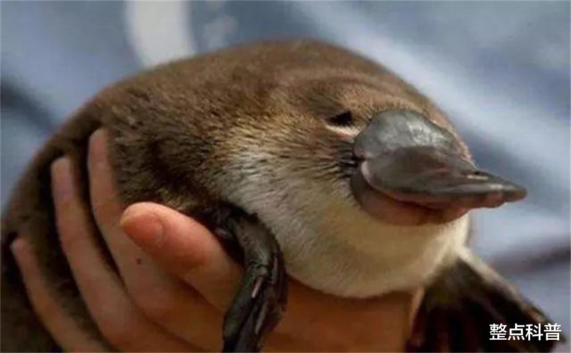 鸭嘴兽 拥有10条性染色体，理论上有25种性别，鸭嘴兽为何如此古怪？