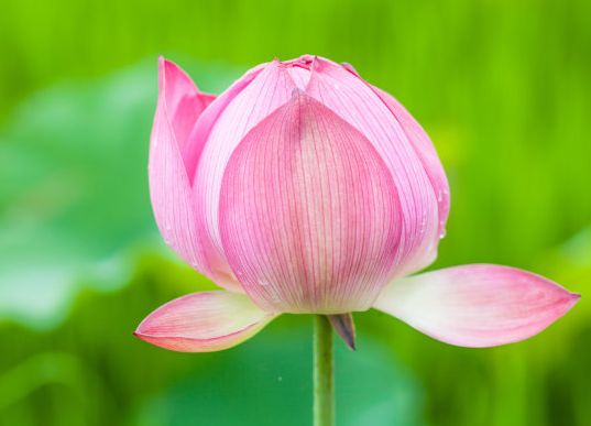 星临天下|八月上旬，吉星照耀，4属相富贵吉祥，生活无忧无虑