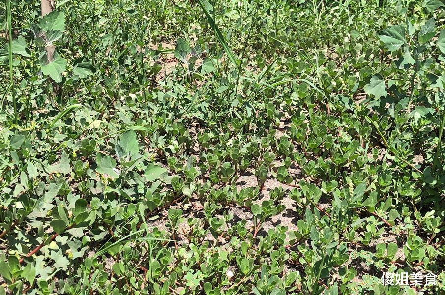 马齿苋|天然“青霉素”被找到，碰到别手软，隔三差五吃，大人孩子少生病
