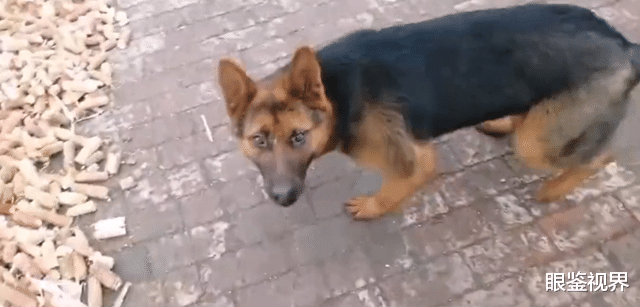 眼鉴视界 黑龙江肇东：家中养了2年的狗突然发狂，老人手臂直接被咬折