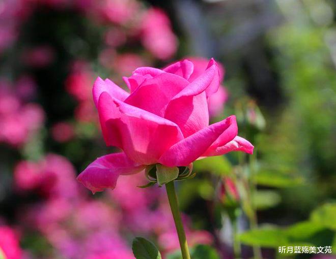 昕月蓝殇美文苑 有一种幸福，叫永远相依