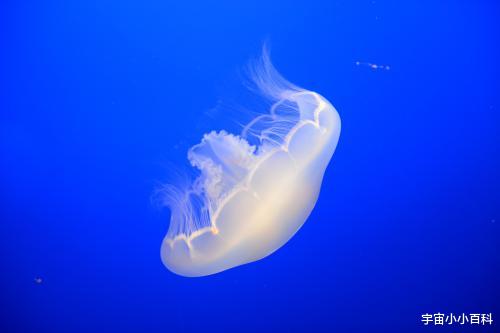 外星人 盘点可以进行光合作用获取能量的6种“神奇”动物！