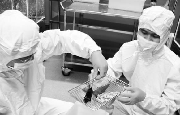 如此多的动物,为何一定要选小白鼠作为实验动物?
