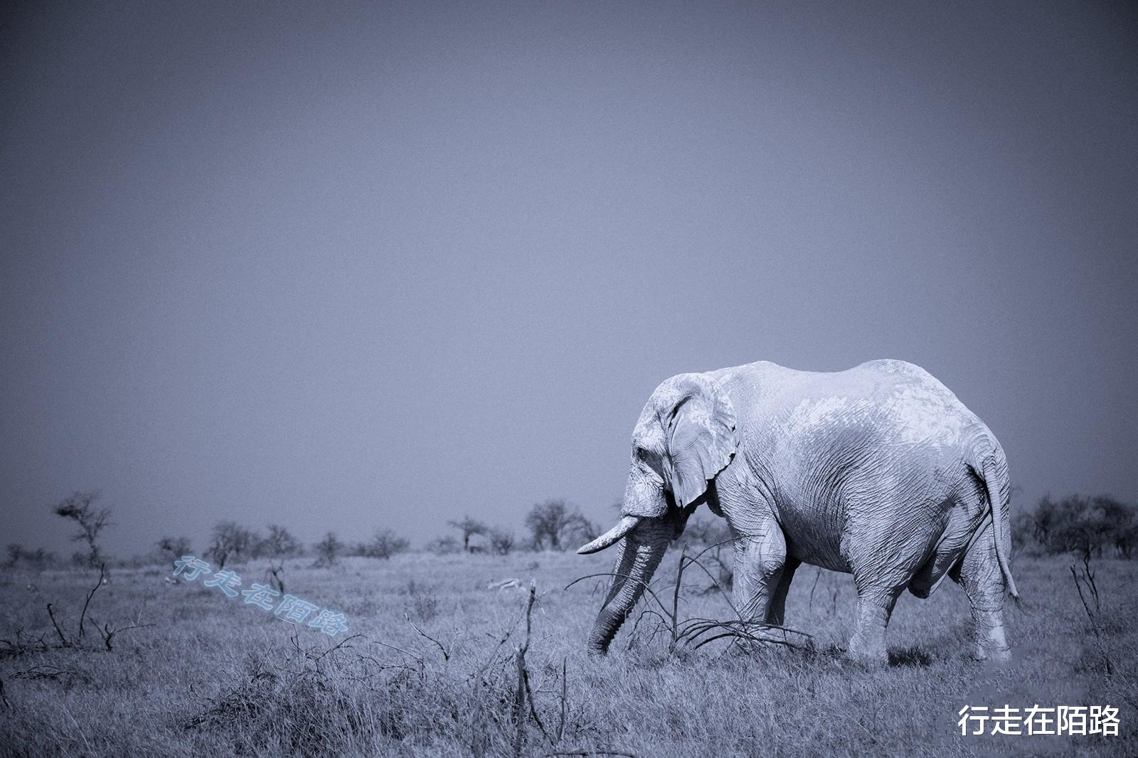 火箭队 “平底锅计划”：中国人远赴非洲治沙，中国游客被特殊照顾