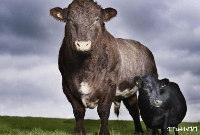 属牛|1月3号到1月13号，生肖牛披荆斩棘乘风破浪，在职场中闪耀发光