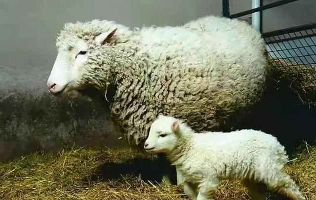 火星 24年前就造出克隆羊,为何不克隆人?看看克隆羊的下场,多恐怖